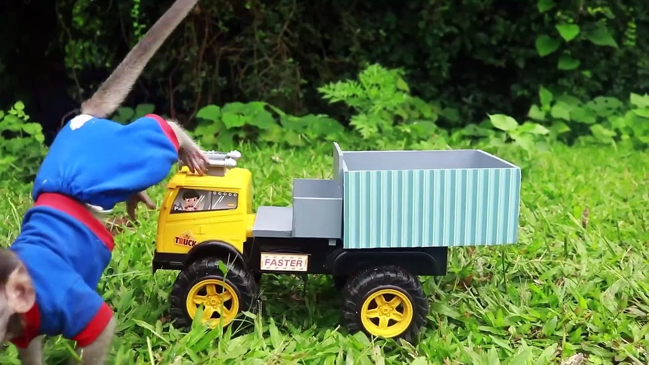 Baby monkey  Ben Ben going koi fishing is very funny and cute _ Funny Monkey Ben Ben