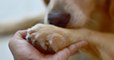 Cette chienne atteinte d'une tumeur inopérable a fini ses jours aux côtés d'une famille aimante