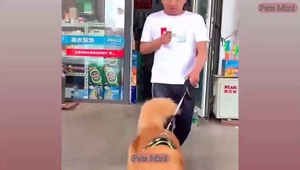 Funny and Cute Dog Pomeranian _ Funny Puppy Videos