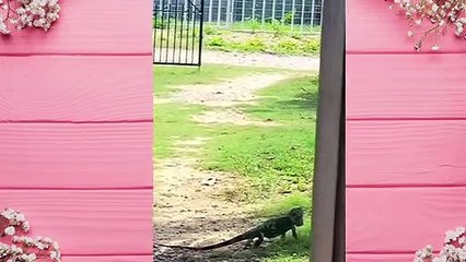 Funniest Animals 2023_ CUTE KITTENS and DOGS!