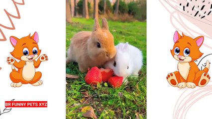 Funniest Animals 2022  Funniest Cats and Dogs  Part 06 _ Br Funny Pets Xyz