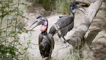 Why This Hornbill Is One of the Most Unusual Looking Birds In the World
