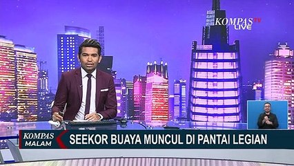 Begini Upaya Penangkapan Buaya yang Muncul di Pantai Legian