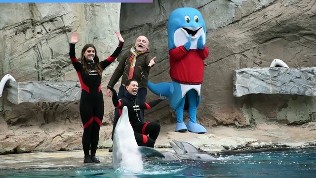 Il delfino Mia compie 14 anni, festa all’Oltremare di Riccione