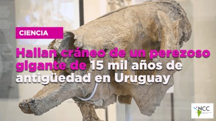 Hallan cráneo de un perezoso gigante de 15 mil años de antigüedad en Uruguay