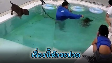 ระทึก ! น้องหมาเดินตกสระจมไม่โผล่ นุดรีบเข้าช่วย แต่ตอนจบมีพีคแบบหัวจะปวด