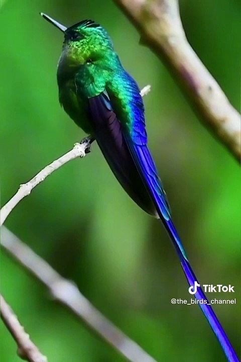 Amazing bird