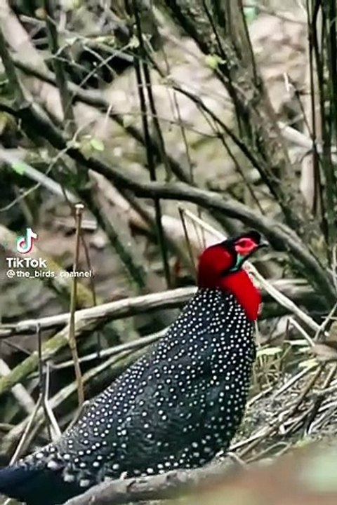 Beutifull bird