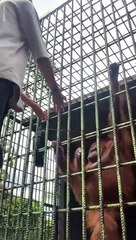 Il embête un orang-outan dans sa cage et va le regretter