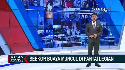 Seekor Buaya Muncul di Kawasan Pantai Legian! Balai Konservasi Sumber Daya Alam Bali