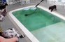 Quand tes chiens veulent apprendre à nager