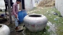 Moment cow rescued after getting stuck in giant ceramic water pot