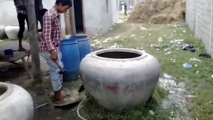 Moment cow rescued after getting stuck in giant ceramic water pot