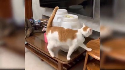 Fanny cat _cute cat_Grow Up to Adulte Animals