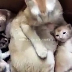 You laugh, You lose  Funniest Animals 