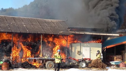 경북 영주서 축사 화재...소 7마리 불에 타 / YTN