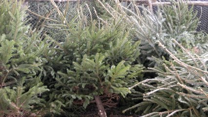 As Christmas comes to a close, how can we dispose of our trees?