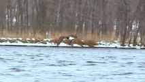 Eagle struggling in the water to catch Fish