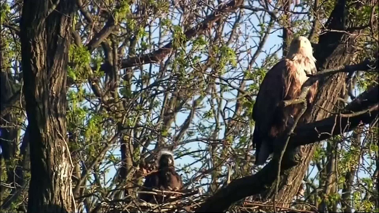 Black Bear chased up Eagle tree