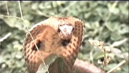 Eagle ripping off Snake apart