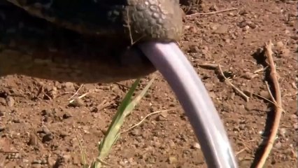 Eagle flying and jumping on rock to catch Lizard