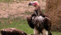 Vulture captured laying eggs in tree