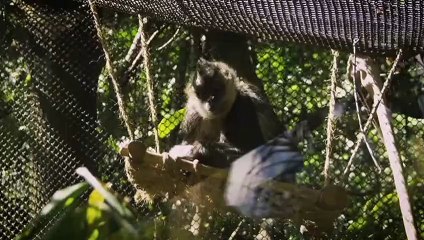 Monkey sitting on tree