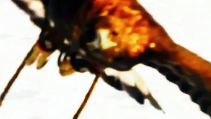 Eagle chasing and hunting Fox on meadow