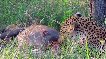 Warthog Survival War   Warthog Prey Tenacious   Warthog Confronts Lion Leopard And Hyena
