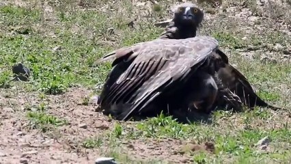 Eagles fly in the sky and attack Warthog