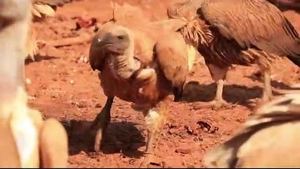 Vulture vs Jackal - Bloody battle for food