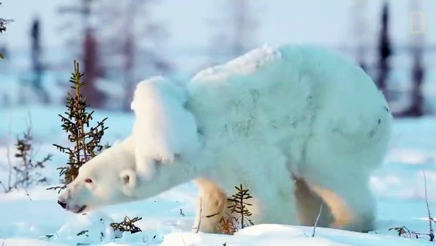 Polar bears vs eagles - great chase
