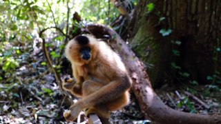 Monkey Sitting on tree eating fruits
