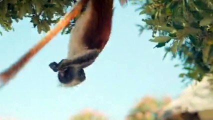 monkeys playing on the tree,