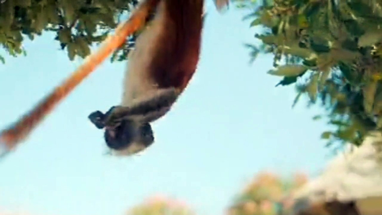 monkeys playing on the tree,