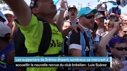 Grêmio - Luis Suárez accueilli en héros