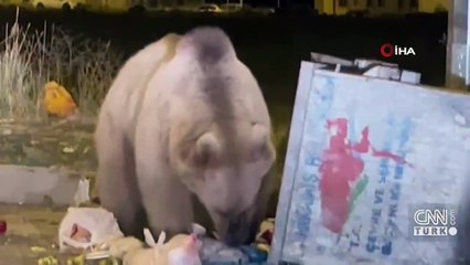 Ayılar "kış uykusuna" yatamıyor