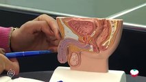 الجهاز التناسلي الذكري Male Reproductive System