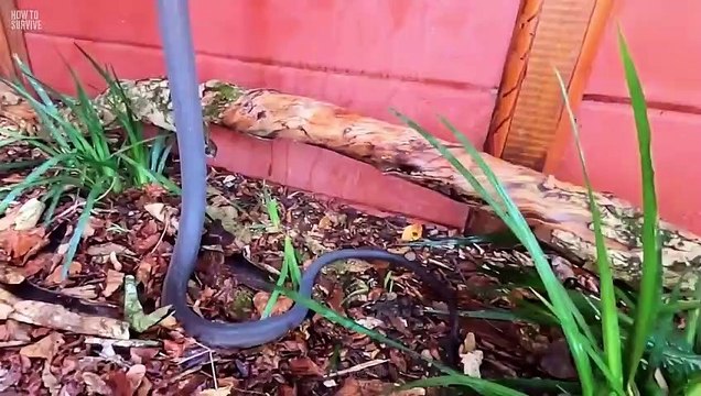 catching the deadly black mamba these snakes tot 5