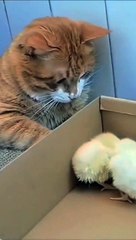 The cuteness of the cat that makes you laugh