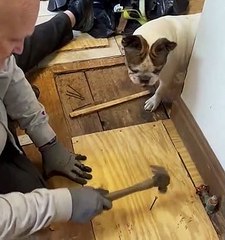 Cleo The Frenchie Helping Dad Out