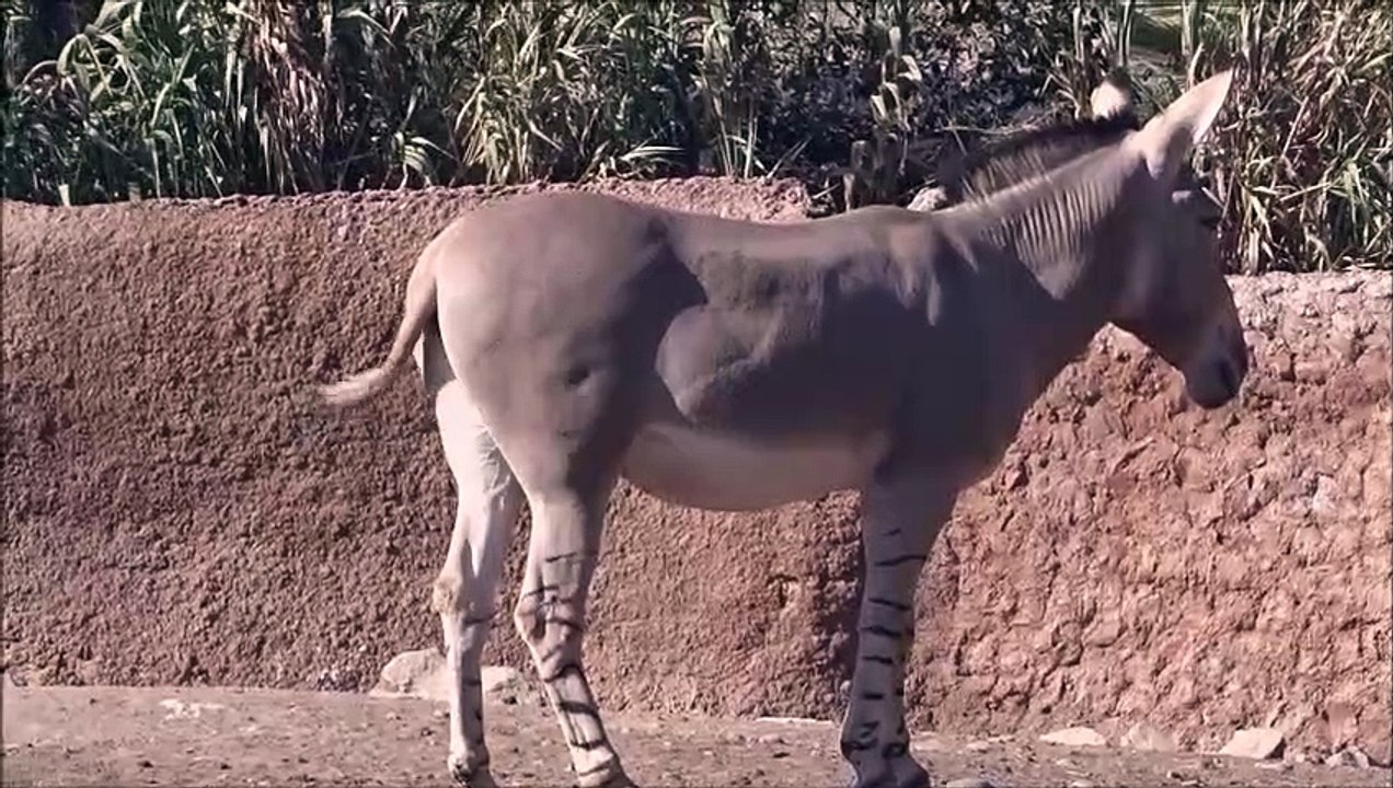 burro de somalia