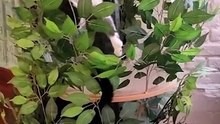 Funny cat videos | cute cats | Try not to laugh | Cat videos 2023