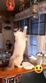 Funny cat videos | cute cats | Try not to laugh | Cat videos Compilation 2023