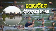 Special Story | Migratory foreign birds flock at Keonjhar’s Madhabpur