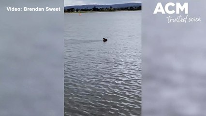 Kangaroo in Lake Wendouree - The Courier - January 5, 2022