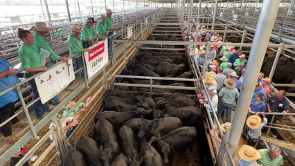 Premier All Breeders Grown and Feature Weaner Sale | 05/01/23 | The Land