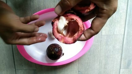 cara mudah menumbuhkan buah manggis dari bijinya