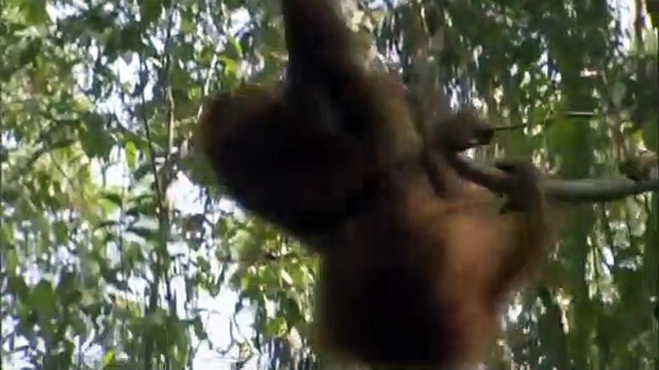 Orangutan Island - Se1 - Ep02 - The Intruder HD Watch