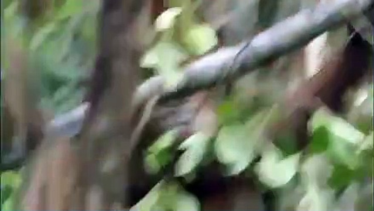 Orangutan Island - Se1 - Ep03 - Lost HD Watch